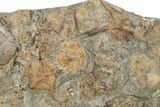 Wide Slab Of Fossil Brittle Stars, Corals & Trilobites #234597-5